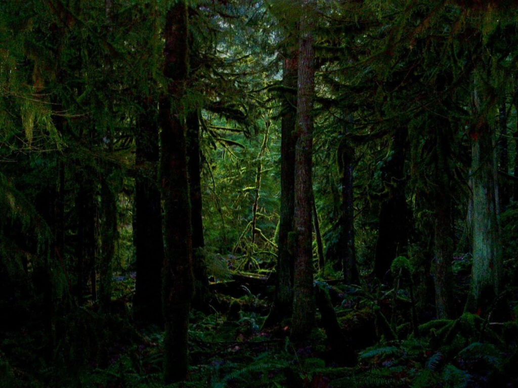 Enchanting Encounter: Immerse in the Enigma of the Dark Green Forest Wallpaper