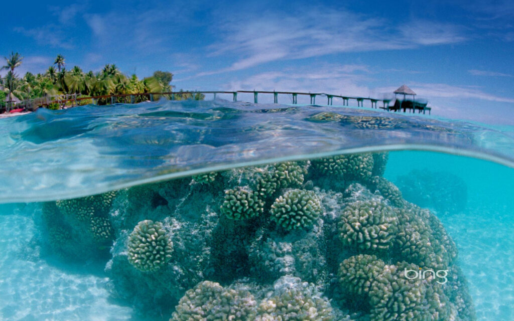 Colorful Coral Reef Oasis: A Captivating Underwater Paradise Wallpaper