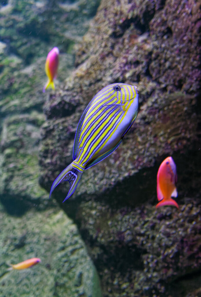 Enchanting Underwater Wallpaper: Colorful Fish & Coral Background
