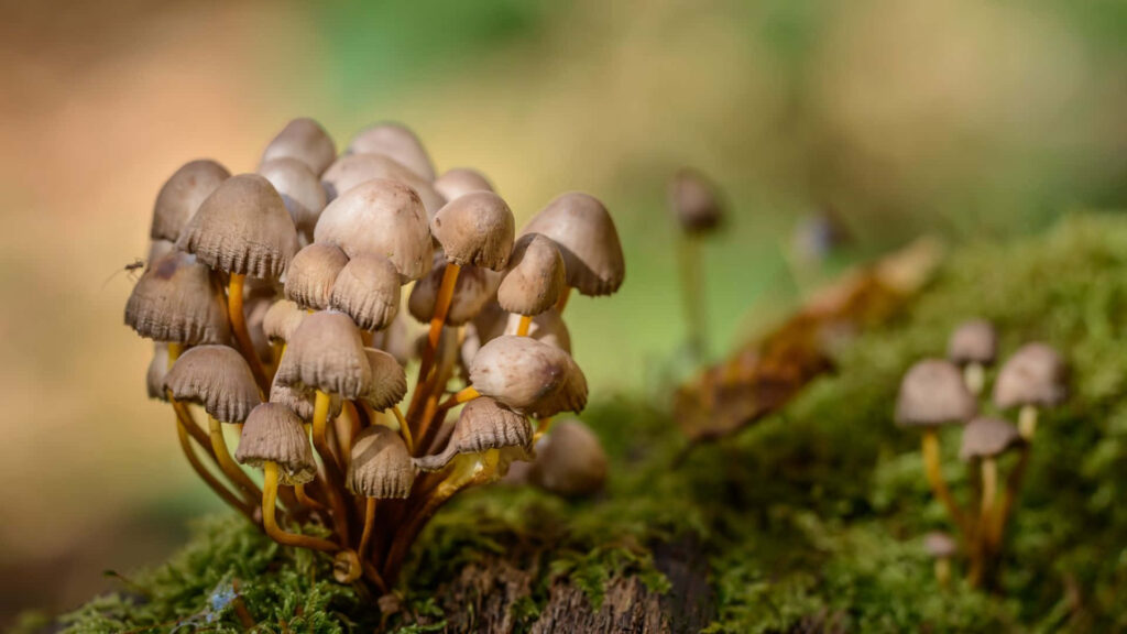 Mystical Forest Gems: Captivating Cluster of Panaeolus Cyanescens Mushrooms Amidst Mossy Enchantment Wallpaper