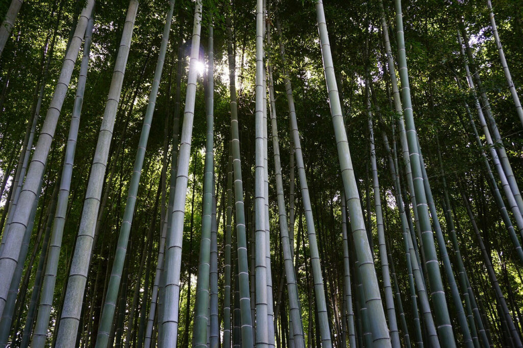 Enchanting Forest Oasis: Mesmerizing Bamboo 4k Background Photo Wallpaper