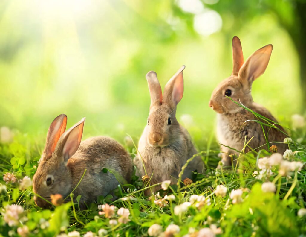 Enchanting Wallpaper: Adorable Brown Rabbits in a Meadow