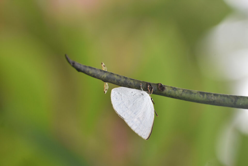 A Serene Encounter: Aesthetic White Butterfly Finds Comfort on a Tree Branch Wallpaper