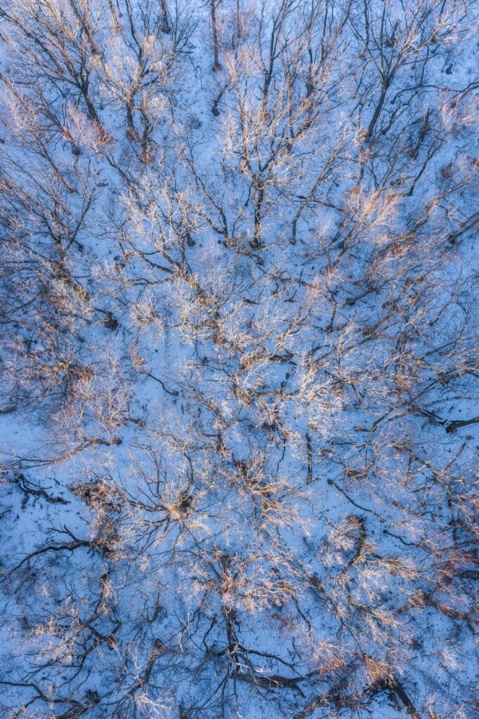 Aerial view of winter forest with snow covered ground and bare trees casting soft shadows Wallpaper