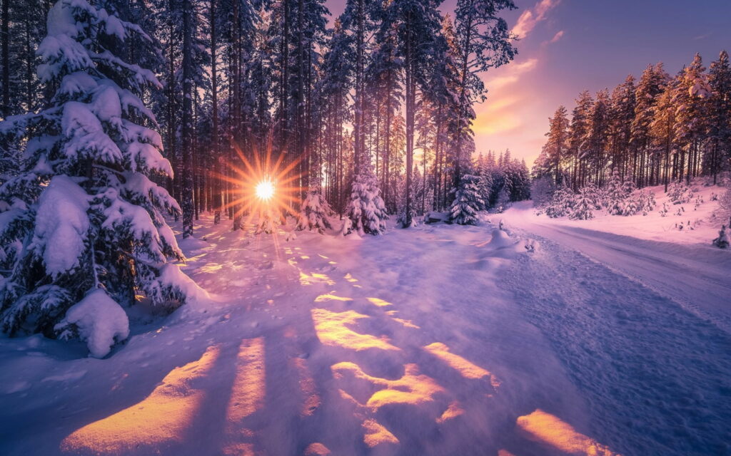 Winter Forest: A Snowy Sunset Evening - Wallpaper Background Photo.