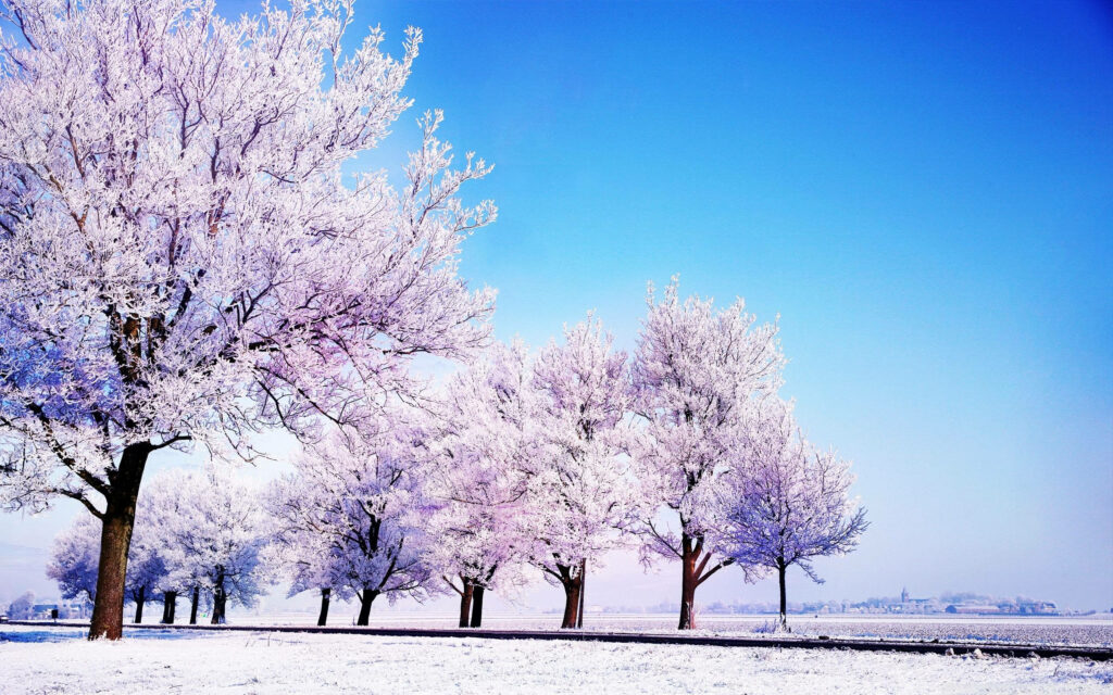 Winter Wonderland: Enchanting HD Desktop Background of Snow-covered Trees with White Leaves Wallpaper