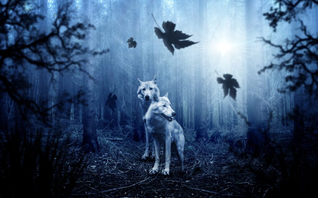 Wolves in Mystical Forest Wallpaper - Moonlit Magic & Photoshop Effects