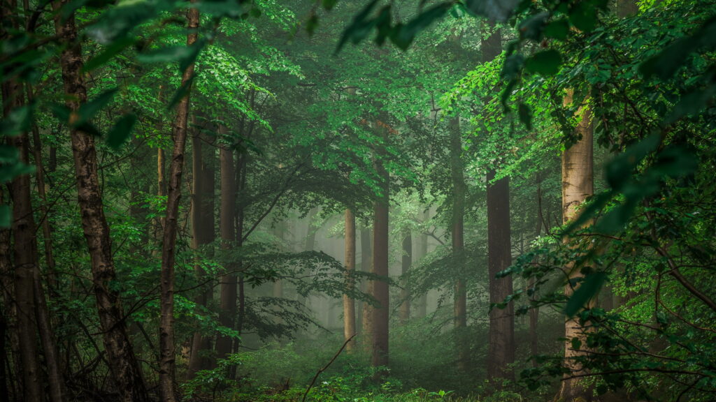 Green Woodland Majesty in 8K UHD: A Breathtaking Forest of Lush Vegetation and Towering Trees Wallpaper