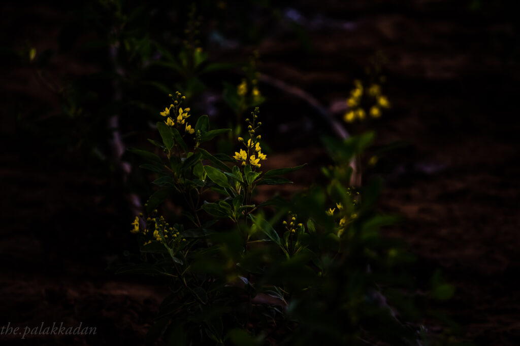 Bright Yellow Flowers Against Dark Background - Peaceful Wallpaper