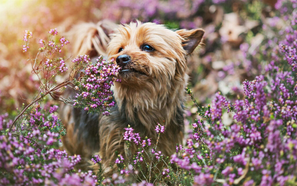Yorkie Puppy Delighting in Fragrant Lavender With a Serene Sunlit Backdrop Wallpaper