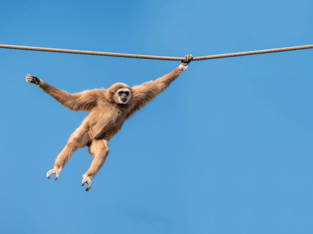 Aerial Acrobat: A Captivating Yellow-Cheeked Gibbon Swinging on a Majestic Sky Blue Canvas Wallpaper
