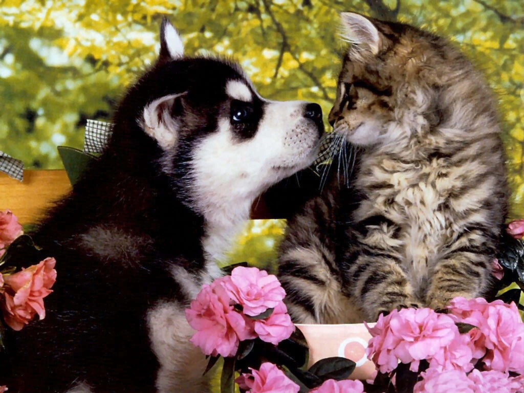 Unbreakable Cuteness: A Heartwarming Kitten and Puppy Friendship Unveiled Wallpaper