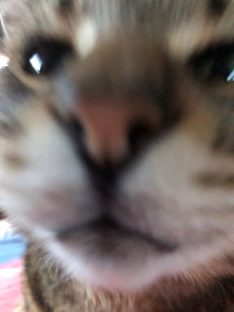 Endearing Fuzzy Cat Close-Up Wallpaper: Soft & Playful Background