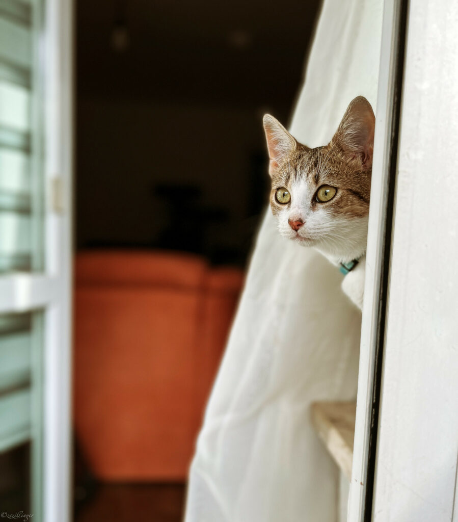 Charming Kitten Peeks Through Doorway: Endearing Wallpaper for Animal Lovers