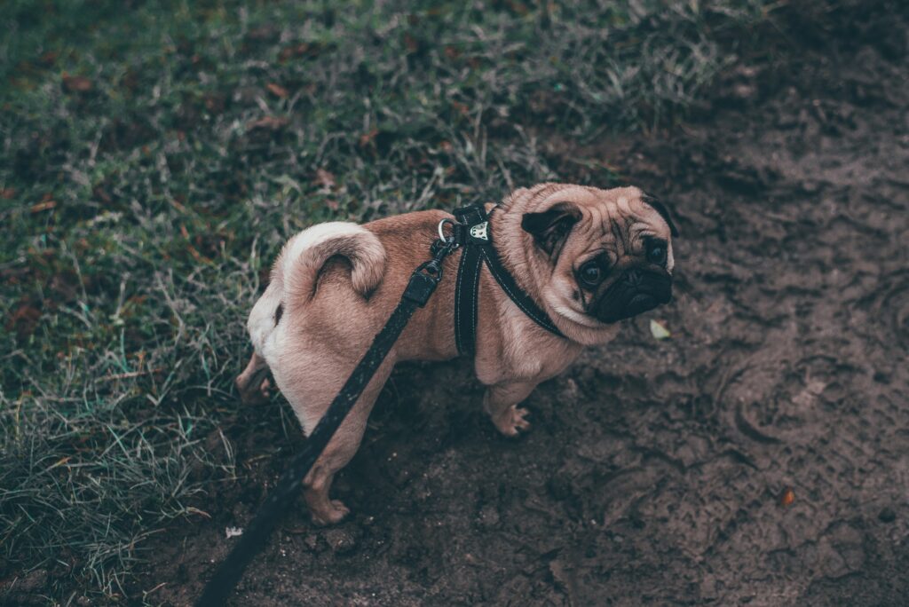 Adorable Pug on a Walk: Perfect Wallpaper for Dog Lovers