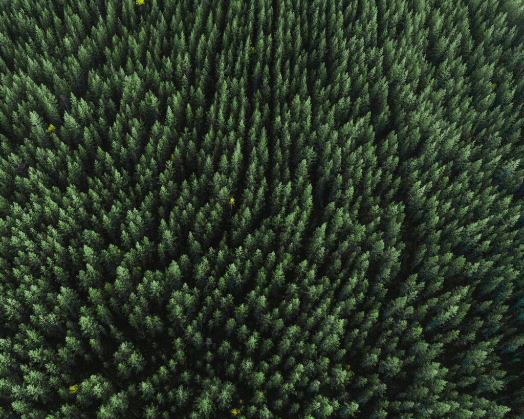 Aerial view of dense green conifer forest with lush treetops creating natural pattern wallpaper