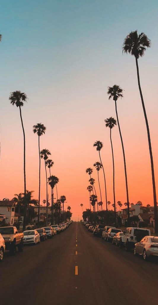 Scenic Summer Drive: Captivating Palm-lined Road at Sunset - iPhone Background Wallpaper