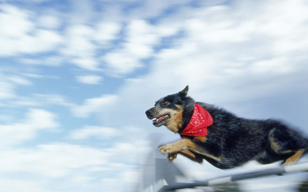 Australian Cattle Dog in red bandana jumping high over railing against bright cloudy sky background Wallpaper