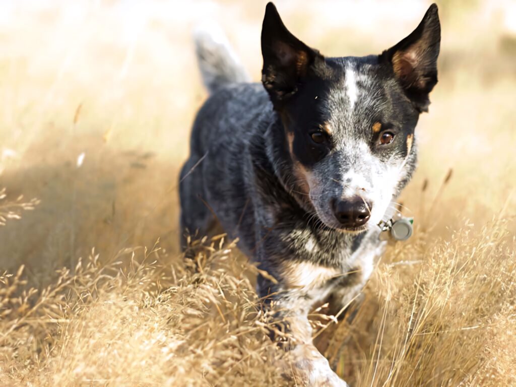 Energetic Australian Cattle Dog running through dry grass field with alert expression outdoors Wallpaper