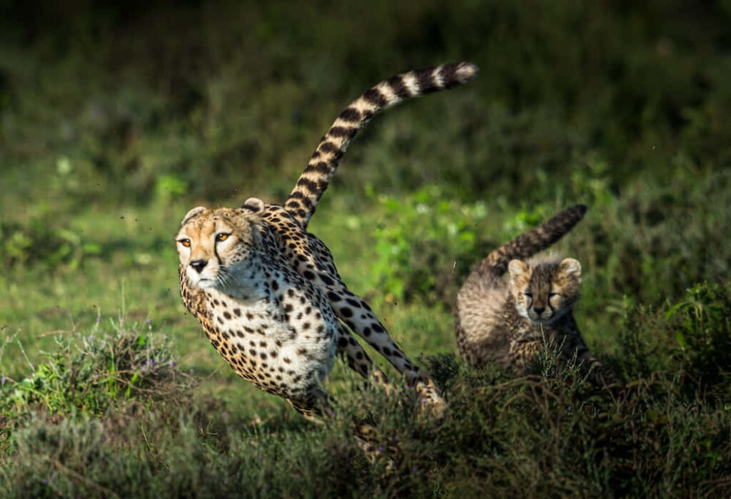 Energetic Cheetah Cub Safari Wallpaper - Grasslands Beauty