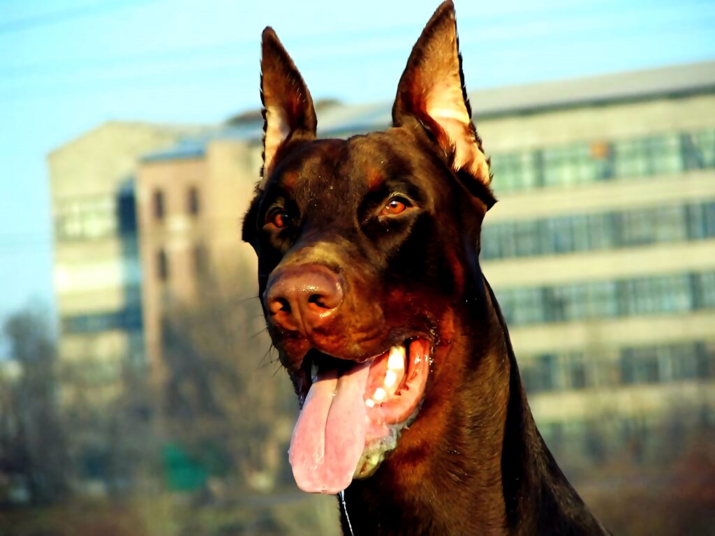 Close-up Dobermann with open mouth and tongue out outdoors urban background in natural sunlight Wallpaper
