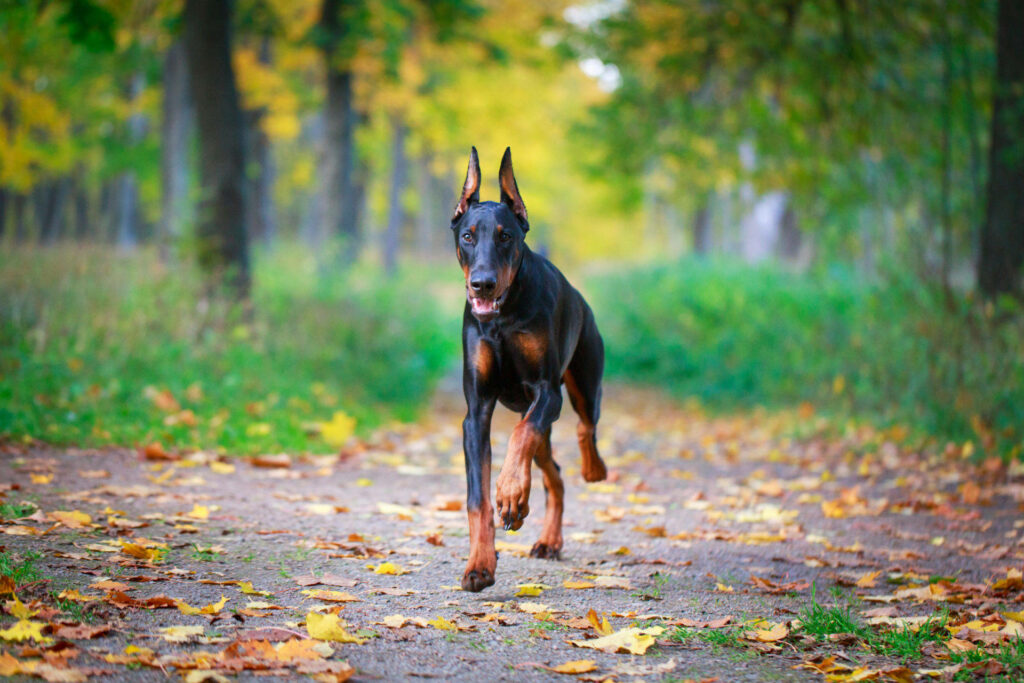 Dobermann running on autumn forest path with colorful leaves glossy black and tan coat outdoors Wallpaper