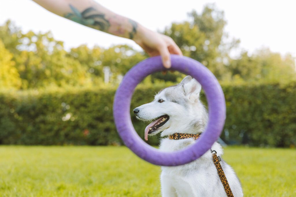 Outdoor Training: Siberian Husky Focused on Purple Ring in Lush Green Wallpaper