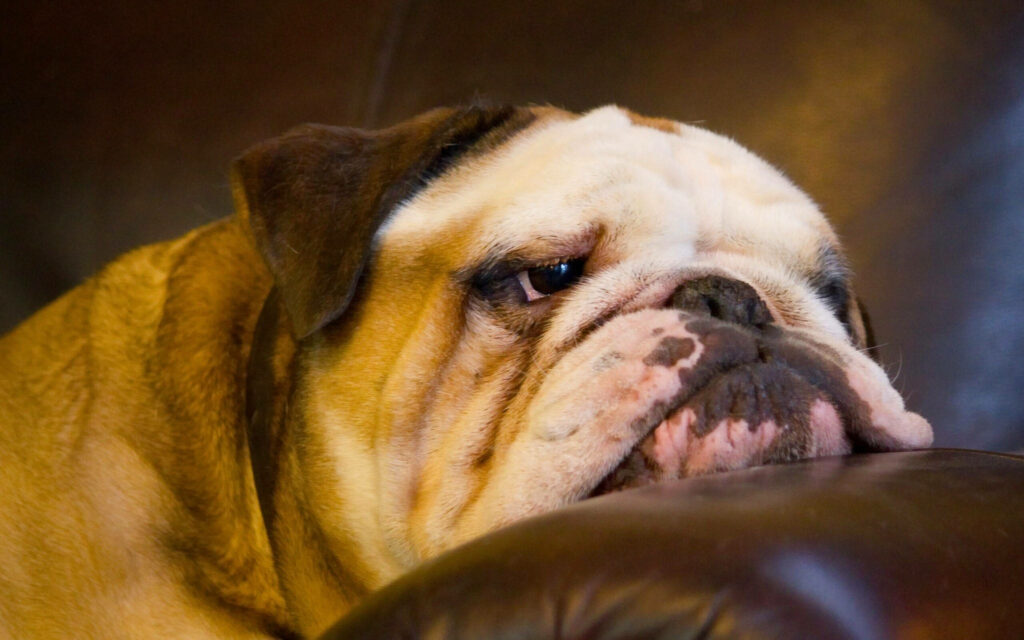 English Bulldog Close-Up HD Wallpaper: Expressive Face & Warm Tones