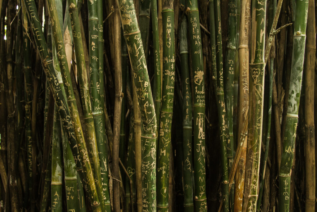 Dense bamboo poles engraved with names initials and symbols natural green background wallpaper