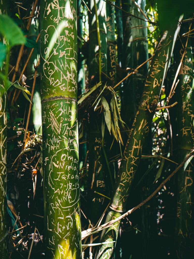Green bamboo stalks with engraved text carvings creating a natural textured wallpaper background