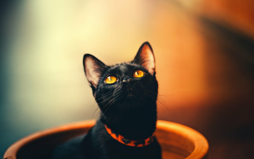 Captivating Monochrome Stare: An Alluring Black Cat in Mesmerizing 4K Wallpaper