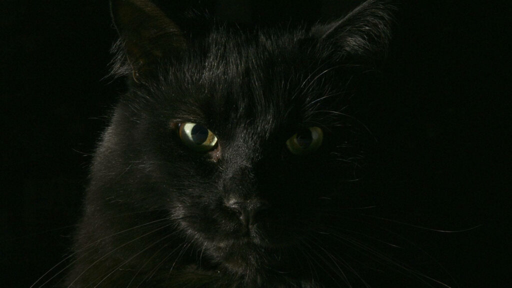 Mystery Cat: A Striking Close-up of a Black Feline with Piercing Yellow Eyes in Total Darkness Wallpaper