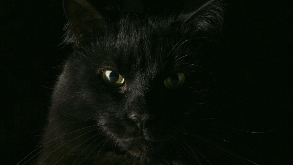 Close-up of a sleek black cat with glowing yellow eyes on dark shadowy wallpaper background