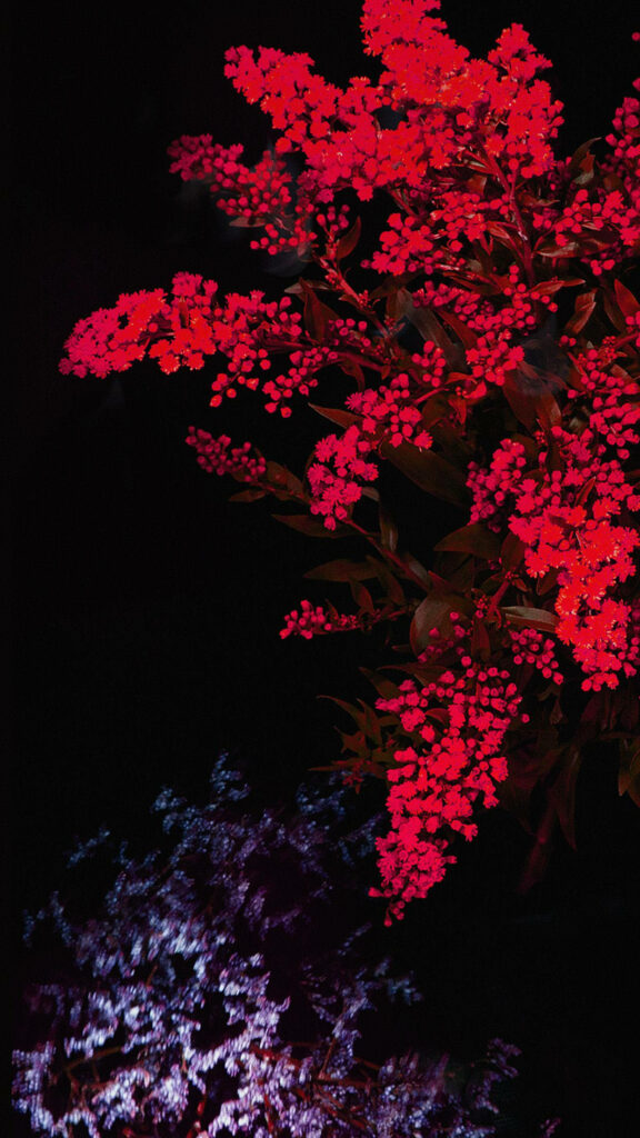 Crimson Blooms: A Captivating Dark HD Floral Background Wallpaper