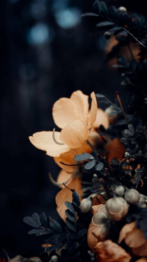 Darkened Petals: Abstract Moody Flowers in Nature's Shadow – HD Phone Wallpaper Background