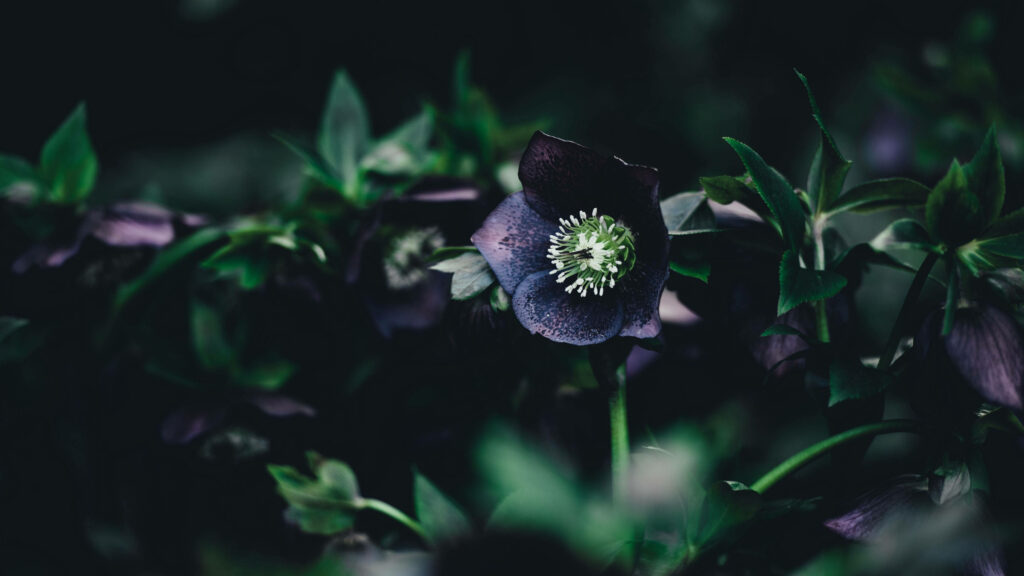 Mysterious Hellebore Wonderland: A Dark HD Floral Backdrop Wallpaper