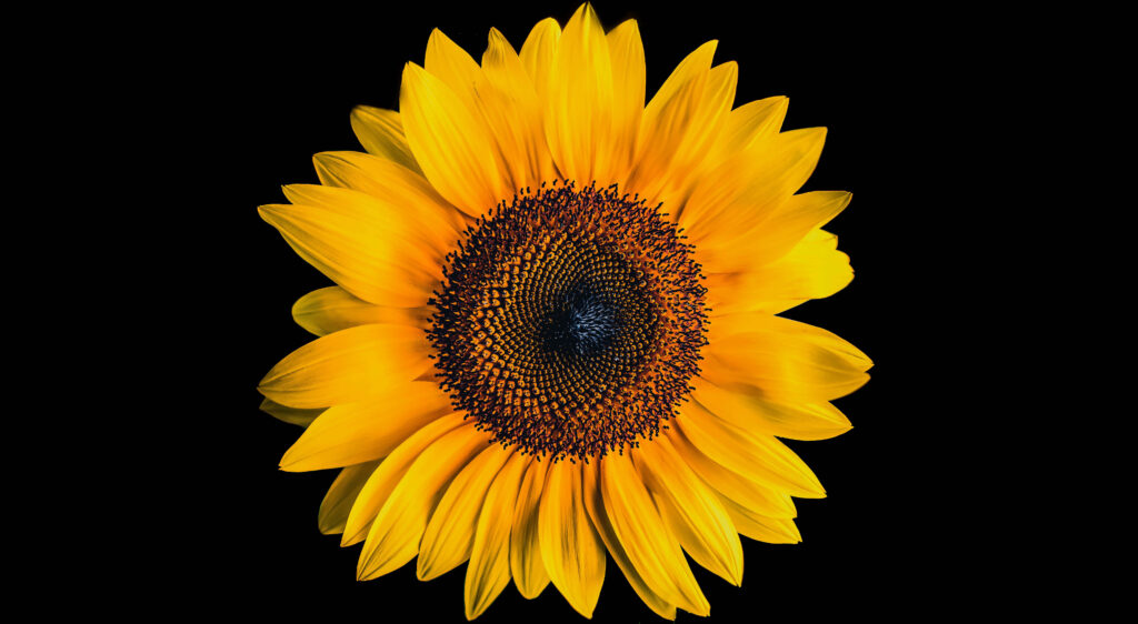 Enigmatic Beauty: Captivating Dark Sunflower Background in High Resolution Wallpaper