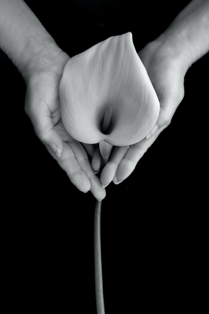Dramatic Contrast: Captivating Calla Lilly on a Black Screen Wallpaper