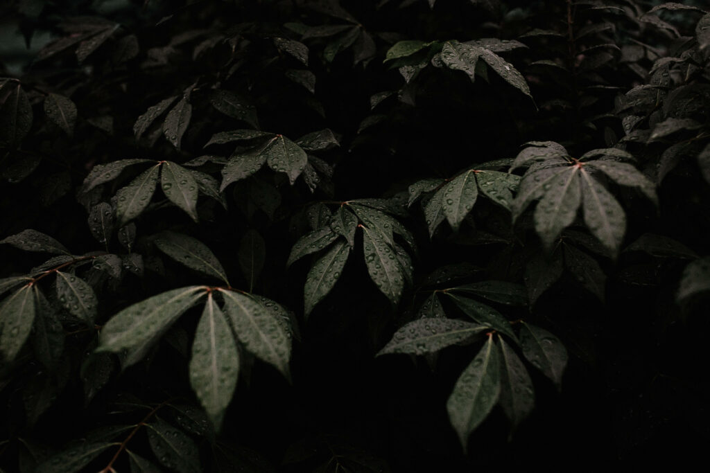Verdant Symmetry: A Captivating Botanical Wallpaper in Mysterious Hues