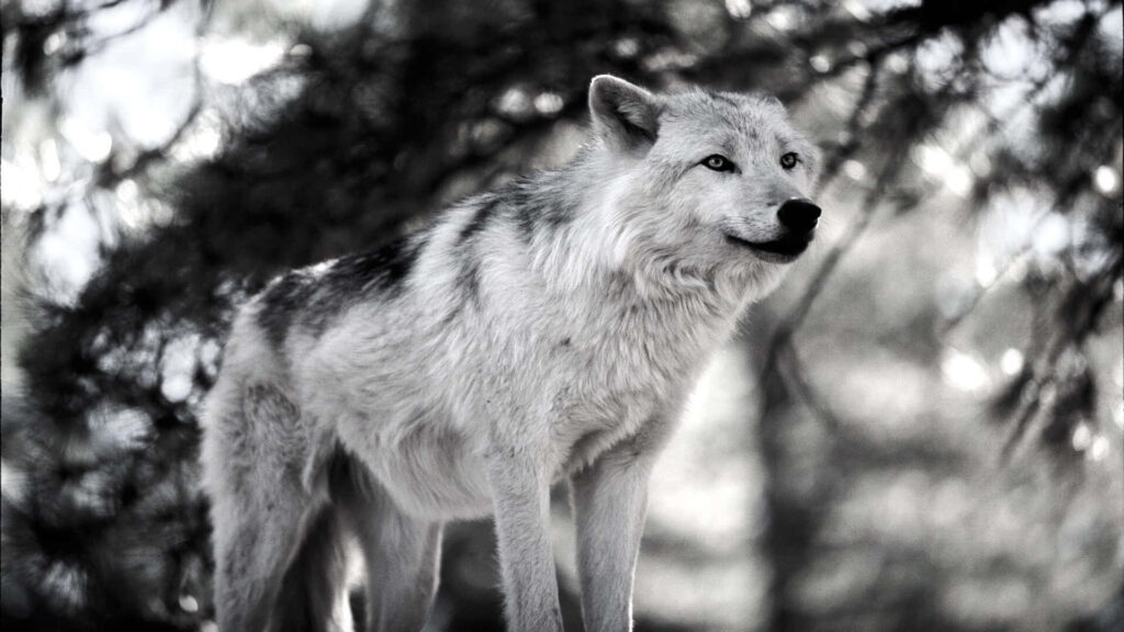 Majestic Lone Wolf Wallpaper in Serene Wilderness Background