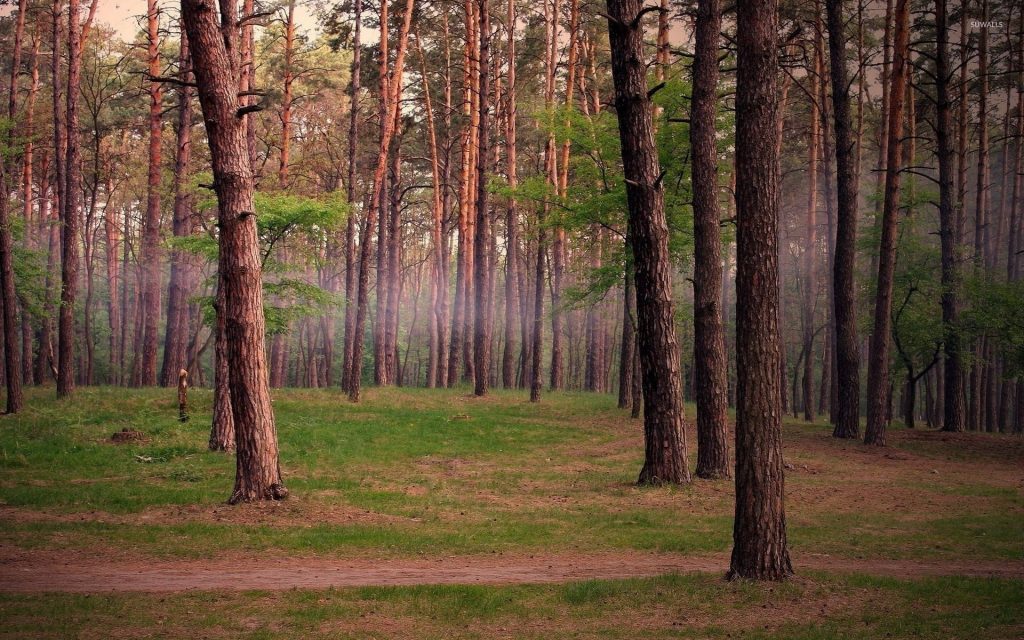 Serene pine forest wallpaper with tall trees and gentle mist for a tranquil nature background