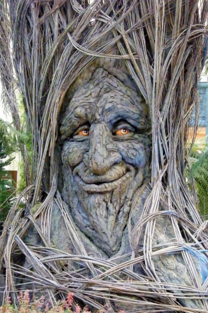 Old man face sculpture in tree trunk with amber eyes and textured bark wallpaper background