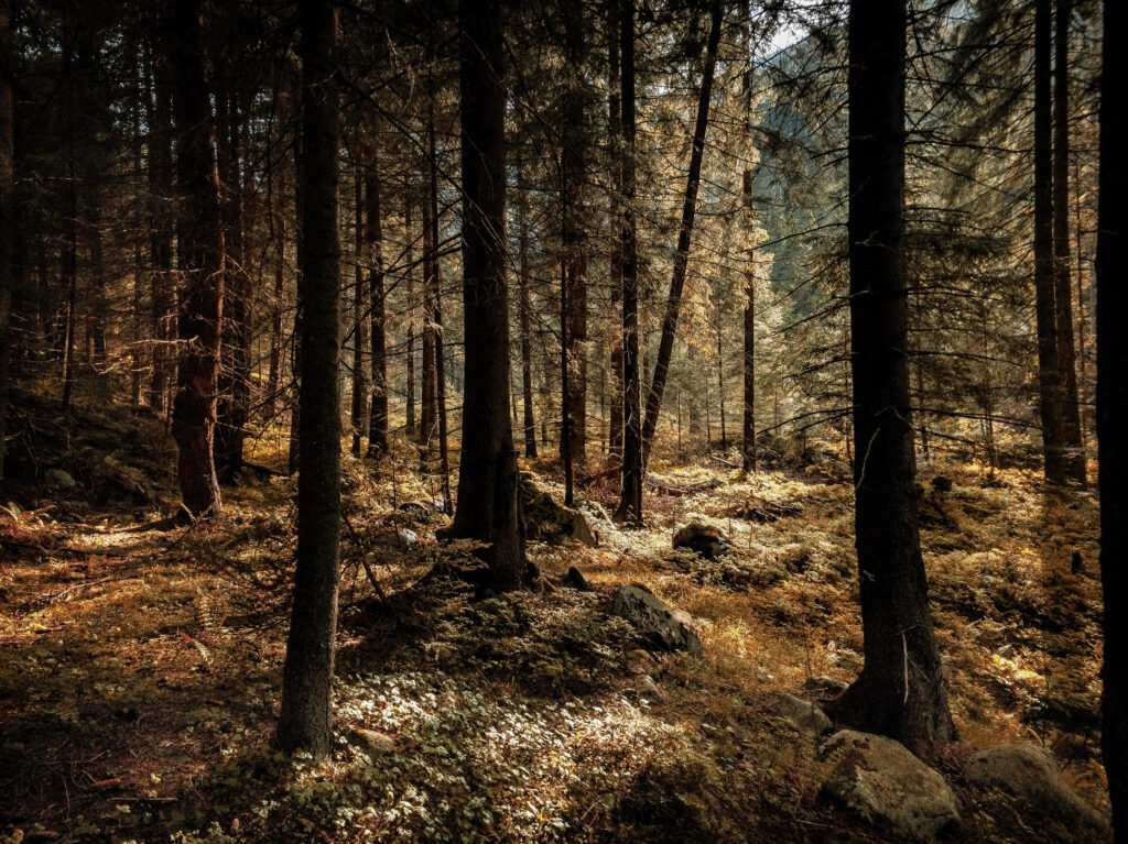Majestic Sentinels: Capturing the Ethereal Beauty of Sunlit Brown Forestscape Wallpaper