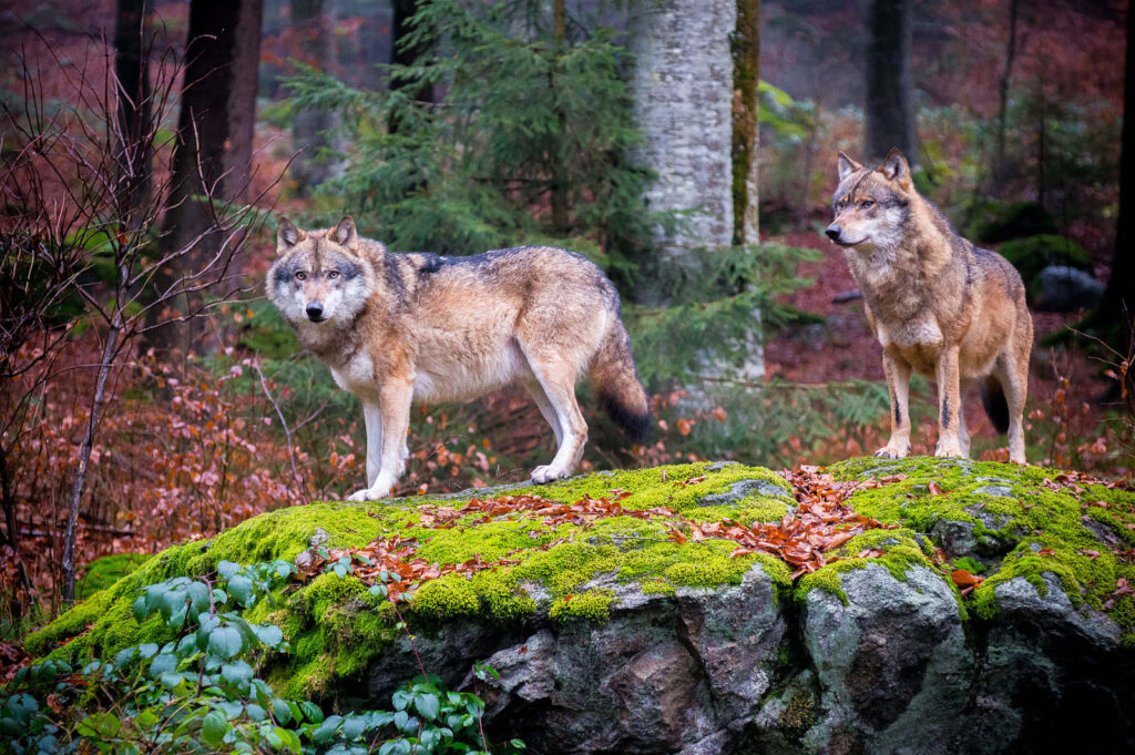 Mystical Wolves on Mossy Rock in Lush Forest Background Wallpaper