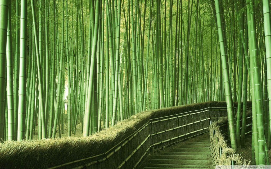 Bamboo Maze: A Captivating Journey Through the Green Canopy in Stunning 4K Wallpaper