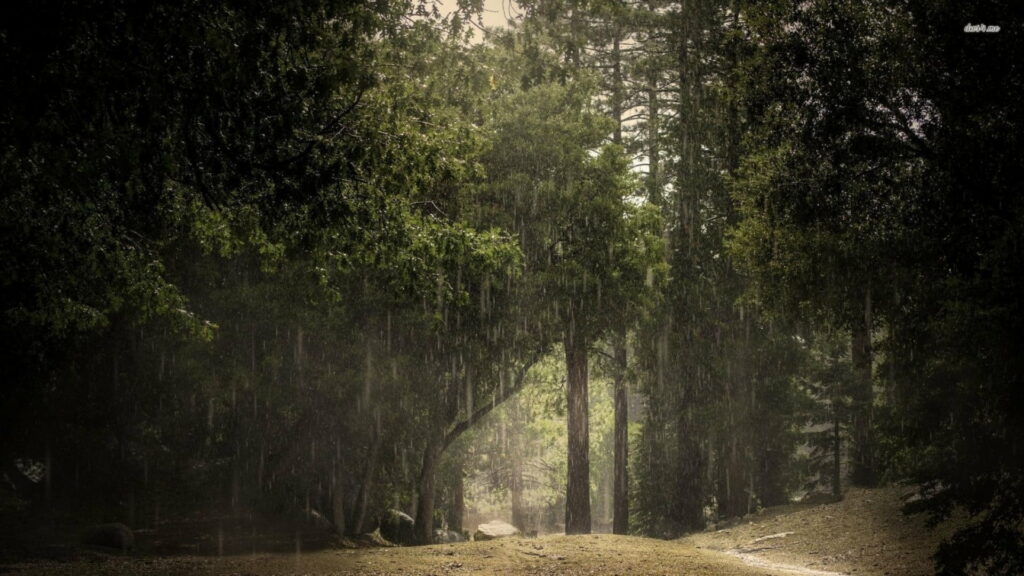 Nature's Refreshing Symphony: A Rainy Serenade in the Lush Green Forest Wallpaper
