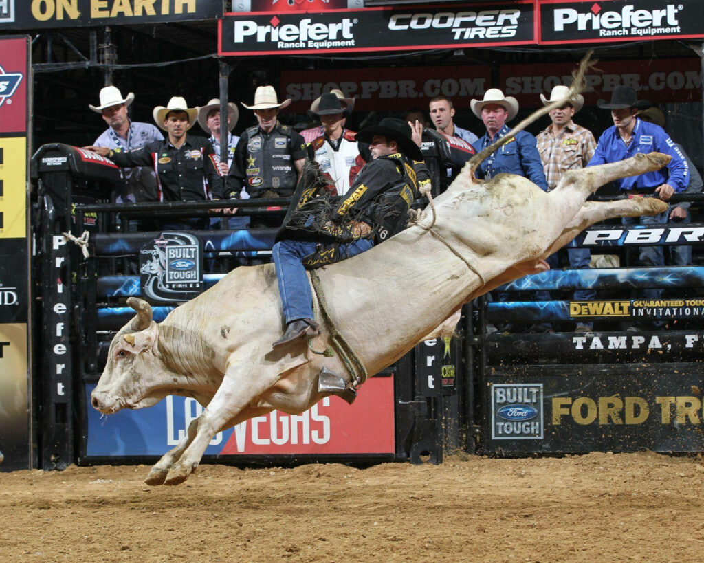 Experienced bull rider on a powerful white bull in a dynamic rodeo arena action wallpaper