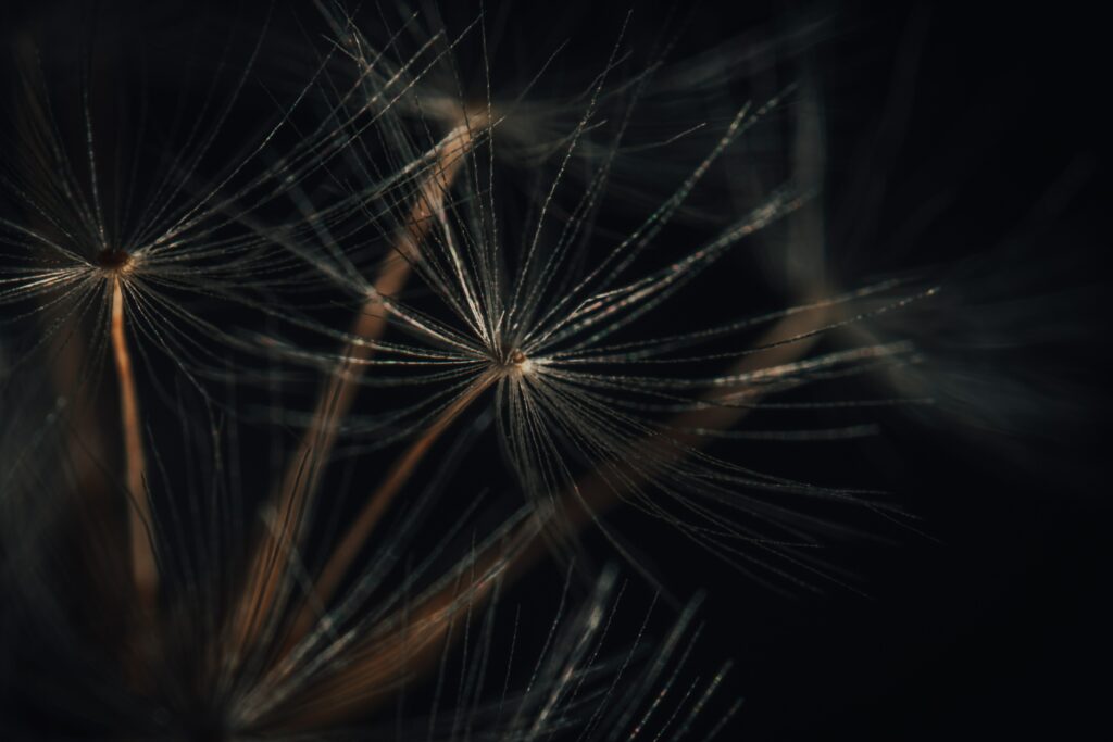 Macro Dandelion Seeds Close-Up: Intricate Fluff on Dark Wallpaper