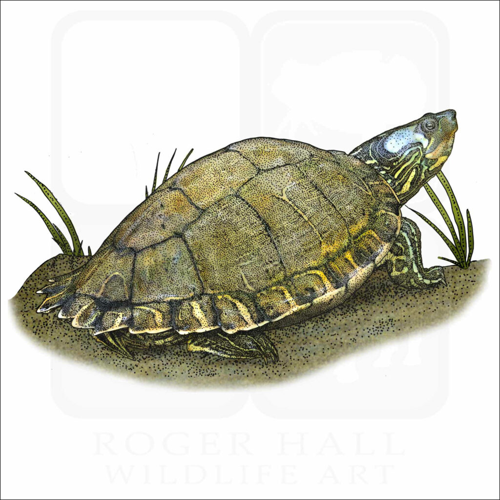Detailed Escambia Map Turtle illustration on sandy ground with green grasses wildlife wallpaper