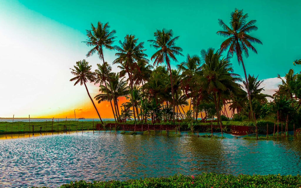 Escape to Paradise: Tranquil Palm Tree Desktop Wallpaper